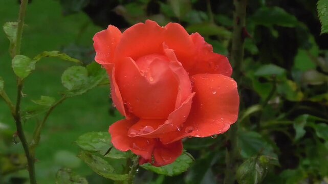 Red Rose in Heavy Rain