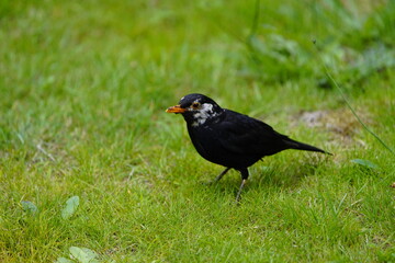 Blackbird (Turdus merula) or Black Thrush with leucism, Serra do Santo, Madeira – Portugal.