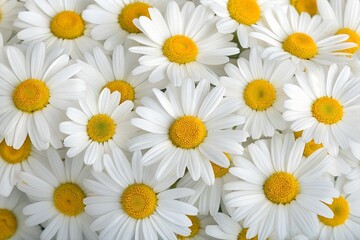 Fototapeta premium A close-up view of numerous white daisies with yellow centers, densely packed together, creating a bright and cheerful floral display.