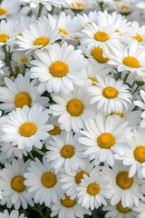 Fototapeta premium White daisies perfectly encapsulates their quintessential beauty. The foreground is filled with numerous blossoms, each displaying the characteristic arrangement of bright white ray florets radiating 