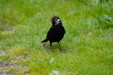 Blackbird (Turdus merula) or Black Thrush with leucism, Serra do Santo, Madeira – Portugal.