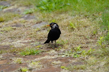 Blackbird (Turdus merula) or Black Thrush with leucism, Serra do Santo, Madeira – Portugal.