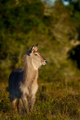 Waterbuck (Kobus ellipsiprymnus), a large antelope found widely in sub-Saharan Africa. Near...