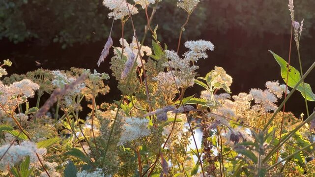 meadowsweet white flowers next to a river at sunset with insects buzzing