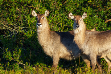 Waterbuck (Kobus ellipsiprymnus) female, a large antelope found widely in sub-Saharan Africa. Near...