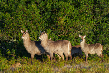 Waterbuck (Kobus ellipsiprymnus), a large antelope found widely in sub-Saharan Africa. Near...