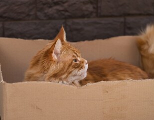 Cute ginger Maine Coon cat lying in a cardboard box