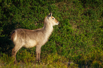 Waterbuck (Kobus ellipsiprymnus) calf, a large antelope found widely in sub-Saharan Africa. Near Gqeberha (Port Elizabeth). Eastern Cape. South Africa