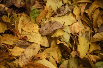 Yellow autumn fallen leaves background
