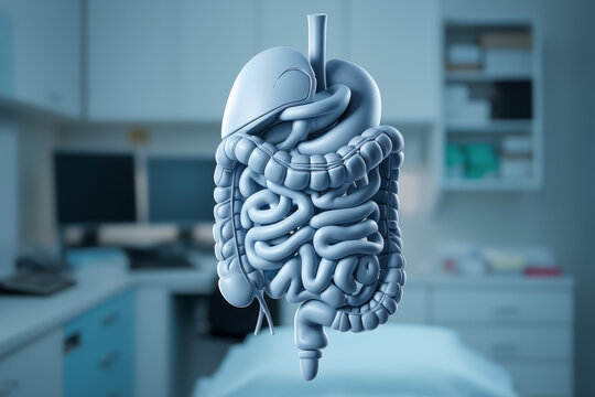 Anatomical model of human digestive system and liver in a medical setting.