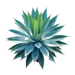 Fototapeta premium A captivating agave plant showcases its intricate, spiraling leaves in shades of green and blue against a clean white backdrop