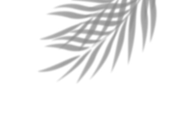 Realistic shadow overlay effect. Natural palm leaf shadows isolated on transparent background. Tropical coconut branch shade, foliage silhouette decoration. Design element for summer spring projects