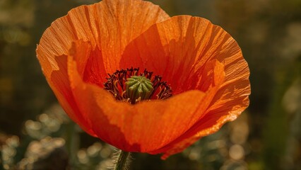 Fototapeta premium Vibrant Orange Poppy Flower Close-Up: Blooming in Spring and Summer Wildflower Fields and Natural Landscapes