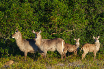 Waterbuck (Kobus ellipsiprymnus), a large antelope found widely in sub-Saharan Africa. Near...