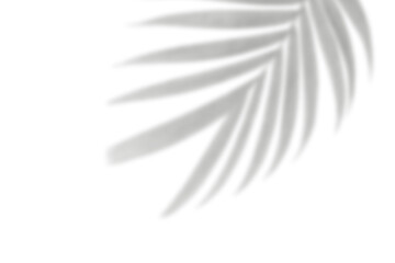 Realistic shadow overlay effect. Natural palm leaf shadows isolated on transparent background. Tropical coconut branch shade, foliage silhouette decoration. Design element for summer spring projects