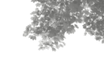 Natural leaf shadow effects isolated on transparent background. Blurred tree branch shadow. Plant leaves shade. Spring decoration, Mockup, template for product display, Smmer design elements, PNG