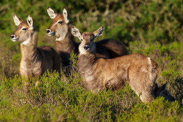 Waterbuck (Kobus ellipsiprymnus) calves, a large antelope found widely in sub-Saharan Africa. Near...