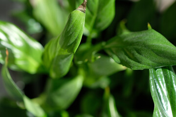green plant close up