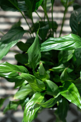 green plant close up