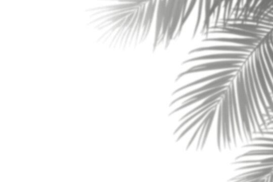 Realistic shadow overlay effect. Natural palm leaf shadows isolated on transparent background. Tropical coconut branch shade, foliage silhouette decoration. Design element for summer spring projects