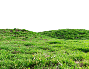 Banner grass field for composition isolated on background with mask. 3d rendering  
