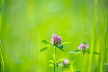 Single clover flower blooming in a lush green meadow with natural blurred background. Minimal composition with copy space