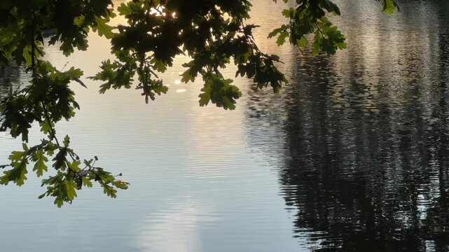 calm flowing river at sunset with ripple reflection and over hanging tree