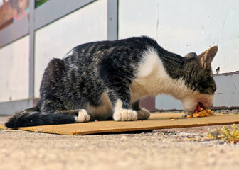 A cat is eating a piece of food on a brown mat