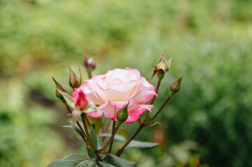 Pink rose in the garden, delicate blooming flower in natural light