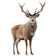 Deer stands in front of a white background with its antlers raised