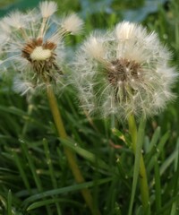 willow merrywick (2000 x 2400 px) - 1