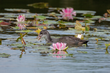 Eurasian Coot chick swims among pink Nymphaea flowers, positioned perpendicular to the camera lens on a cloudy summer day.	
