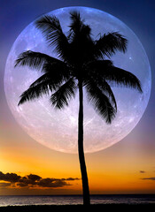 Palm Trees Sunset Near Ocean Beach Tropical Location Full Moon