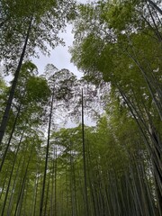 Bamboo Forest