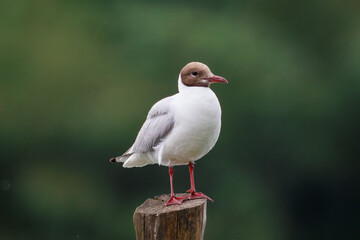 Close-up of an adult Black-headed Gull (Chroicocephalus ridibundus) standing on a wooden deck against a dark green background with copyspace.