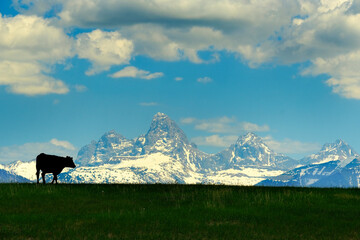 Grand Teton Mountains with Cattle Silhouetted on Pasture Feeding