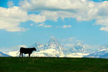 Grand Teton Mountains with Cattle Silhouetted on Pasture Feeding