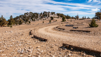 Exploring the Rugged Terrain of Ancient Bristlecone Pine Forest