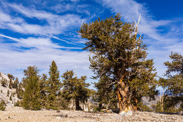 Ancient bristlecone pine tree growing in the Inyo National Forest, California