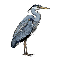 A detailed illustration of a Great Blue Heron, standing tall, isolated on white.
