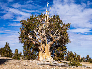 Ancient bristlecone pine tree growing in the Inyo National Forest, California