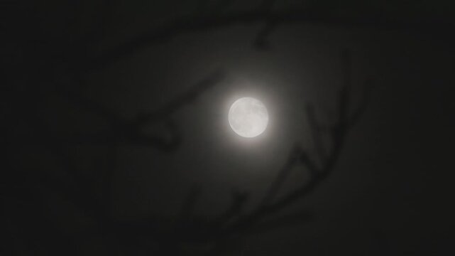 Full moon with flying clouds and tree branches. Dark clouds cover the moon in the night sky. Scary night horror scene