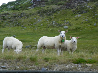 Obraz premium Three white sheep in the meadows.