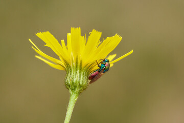 Goldwespe

