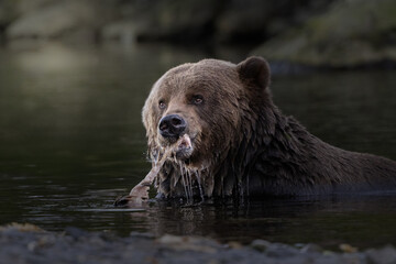 Kodiak bear tearing at a piece of fish in the river