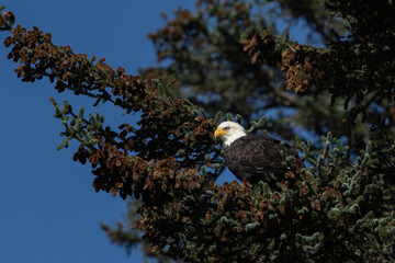 Bald eagle in a pine tree on a clear day