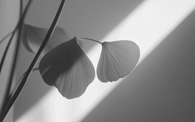 Ginkgo leaves backlit by strong light, creating delicate shadows