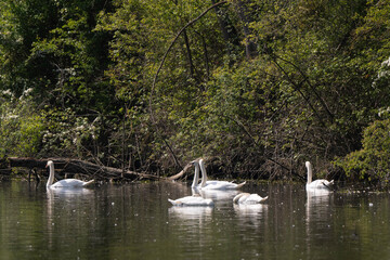 Cygne tuberculé,
Cygnus olor, Mute Swan