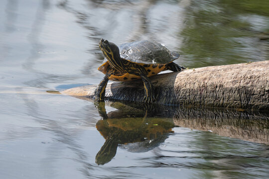 Tortue de Floride, Trachemys scripta