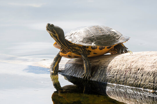 Tortue de Floride, Trachemys scripta